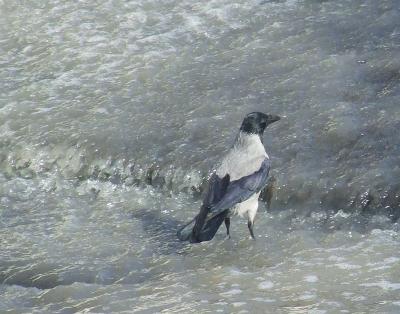 Прикрепленное изображение: 002a.jpg